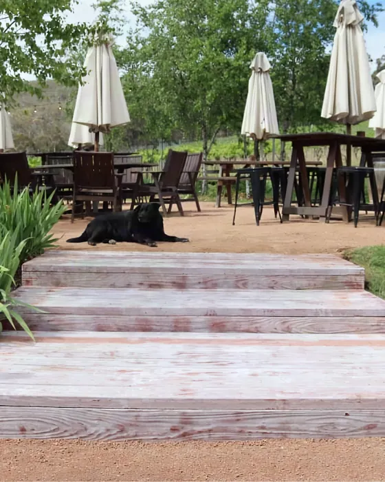 Wide in-ground Hybrid Sleeper steps leading up to a café terrace with umbrellas, a black dog resting nearby